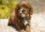 Thumbnail: Aveline Cavapoo Puppy
