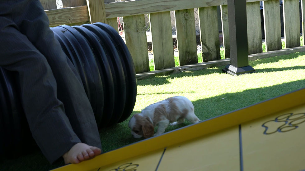 cavalier king charles spaniel puppy