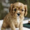 Thumbnail: Cavalier King Charles Spaniel Puppy For Sale
