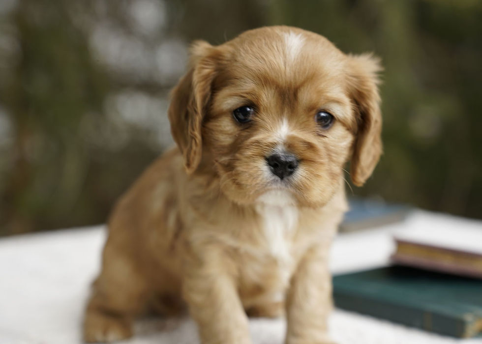 Cavalier King Charles Spaniel Puppy For Sale