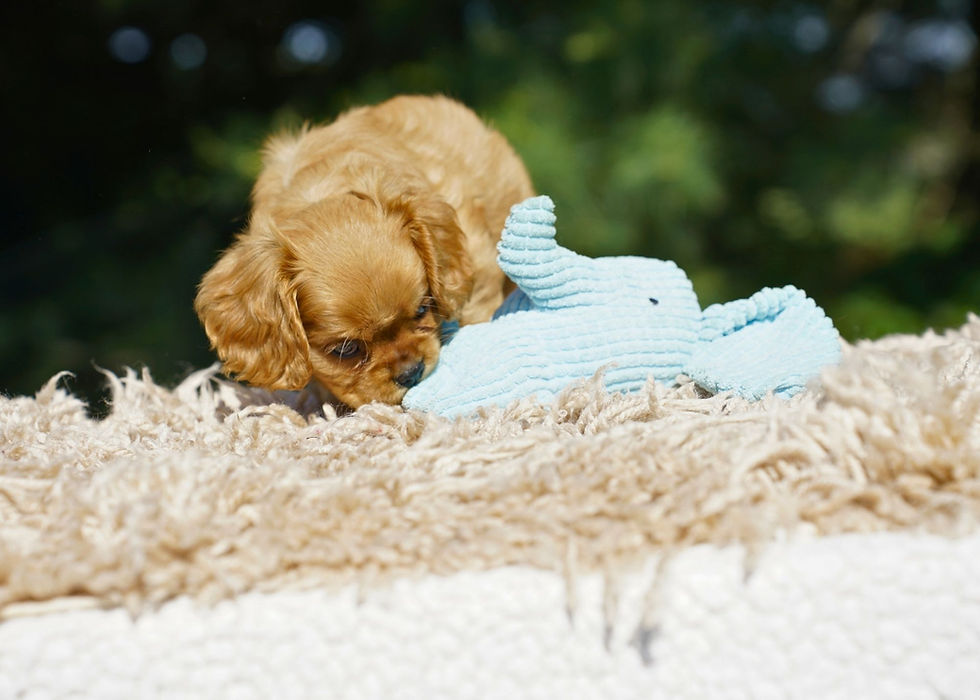 Thumbnail: cavalier king charles spaniel puppy