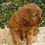 Thumbnail: Cavapoo Puppy For Sale