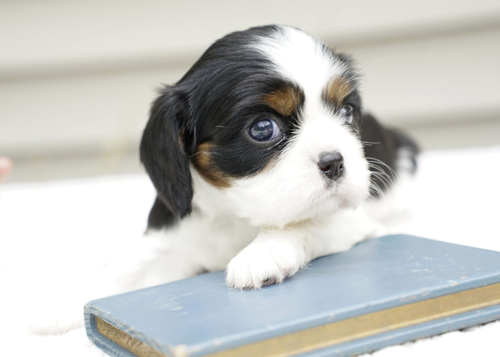 Cavalier King Charles Puppy For Sale