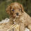 Thumbnail: Cavapoo Puppy For Sale
