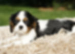 Cavalier King Charles Spaniel Puppy
