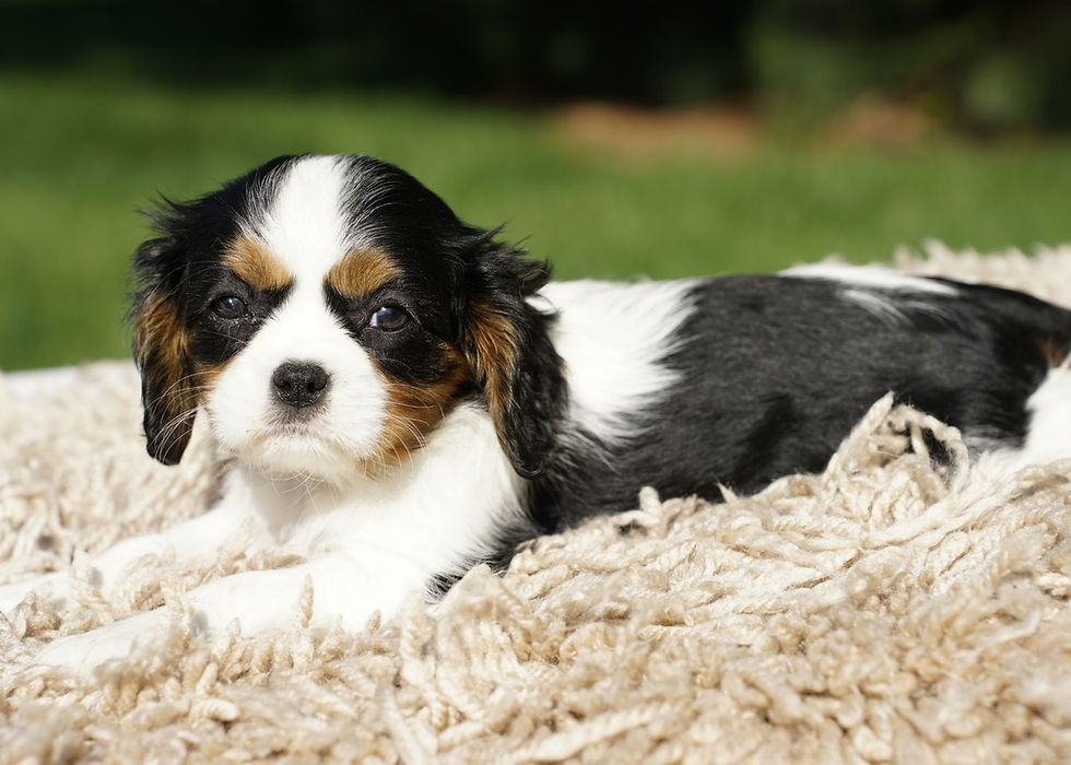 Cavalier King Charles Spaniel Puppy