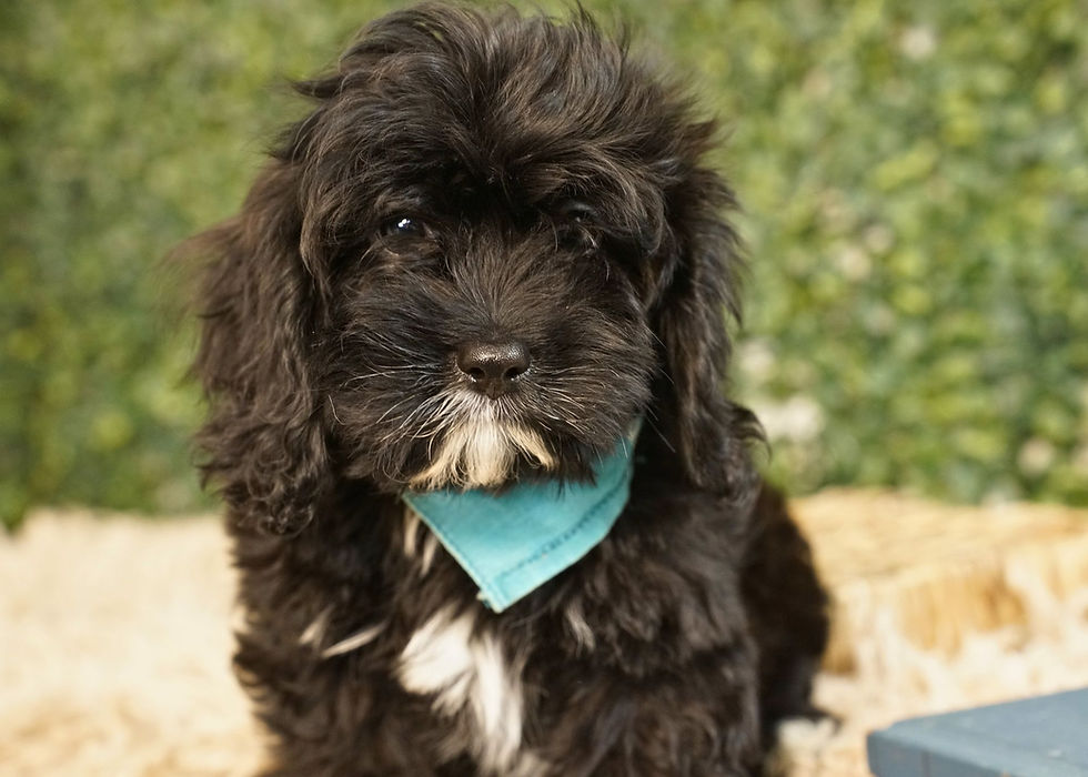 Cavapoo Puppy For Sale