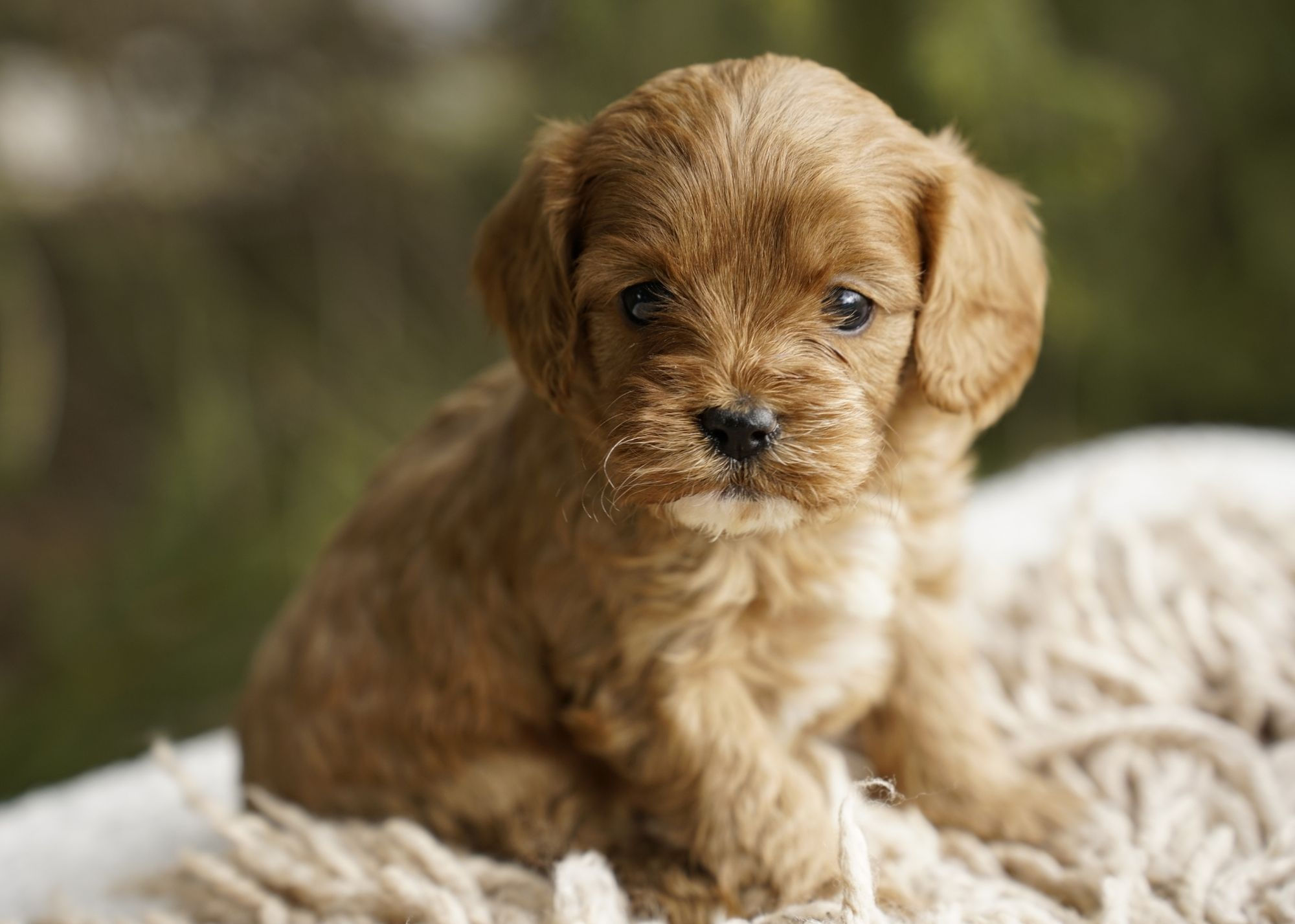 Cavapoo Puppy For Sale