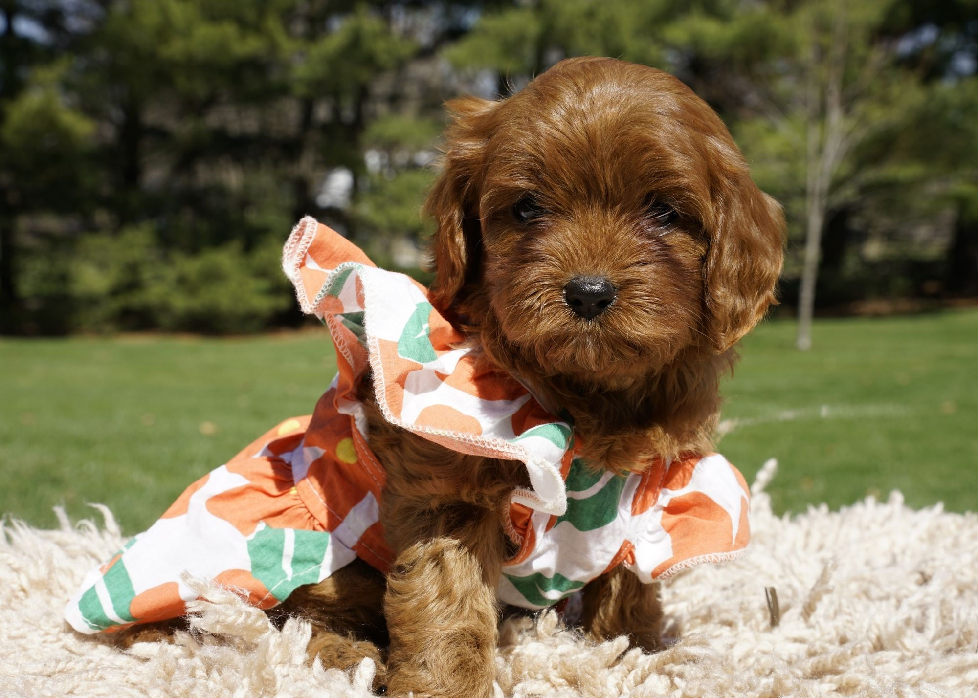 Cavapoo Puppy For Sale