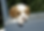 Thumbnail: Cavalier King Charles Spaniel Puppy