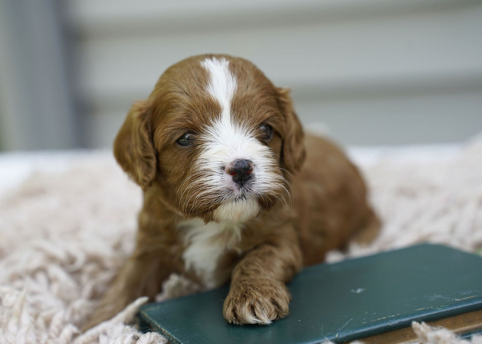 Cavapoo Puppy For Sale