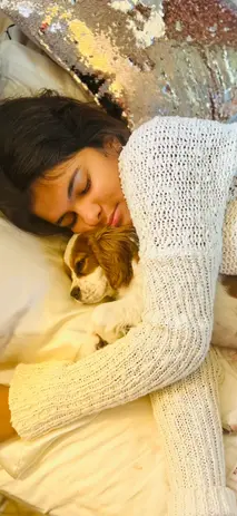 Blenheim Cavalier King Charles Spaniel