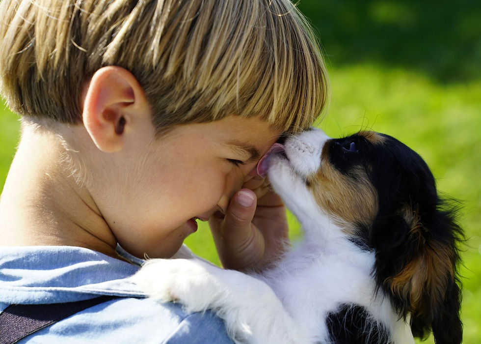 Cavalier King Charles Spaniel For Sale