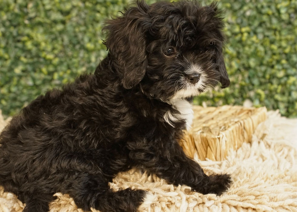 Cavapoo Puppy For Sale