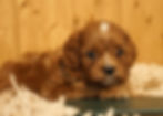 Thumbnail: Cavapoo Puppy For Sale