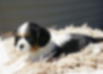 Thumbnail: Cavalier King Charles Spaniel Puppy