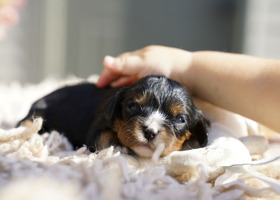 Cavalier King Charles Spaniel Puppy For Sale Indiana