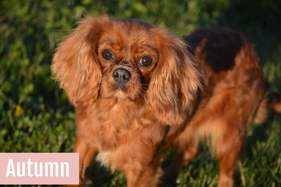 Thumbnail: Asteria Cavapoo Puppy