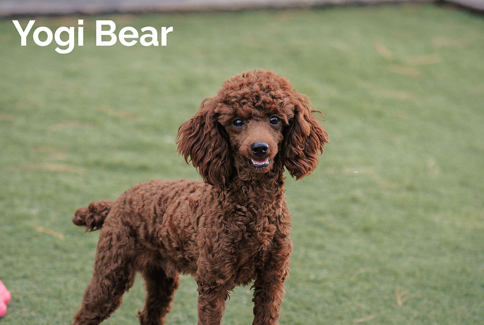 Thumbnail: Cavapoo Puppy For Sale