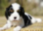 Cavalier King Charles Spaniel Puppy For Sale