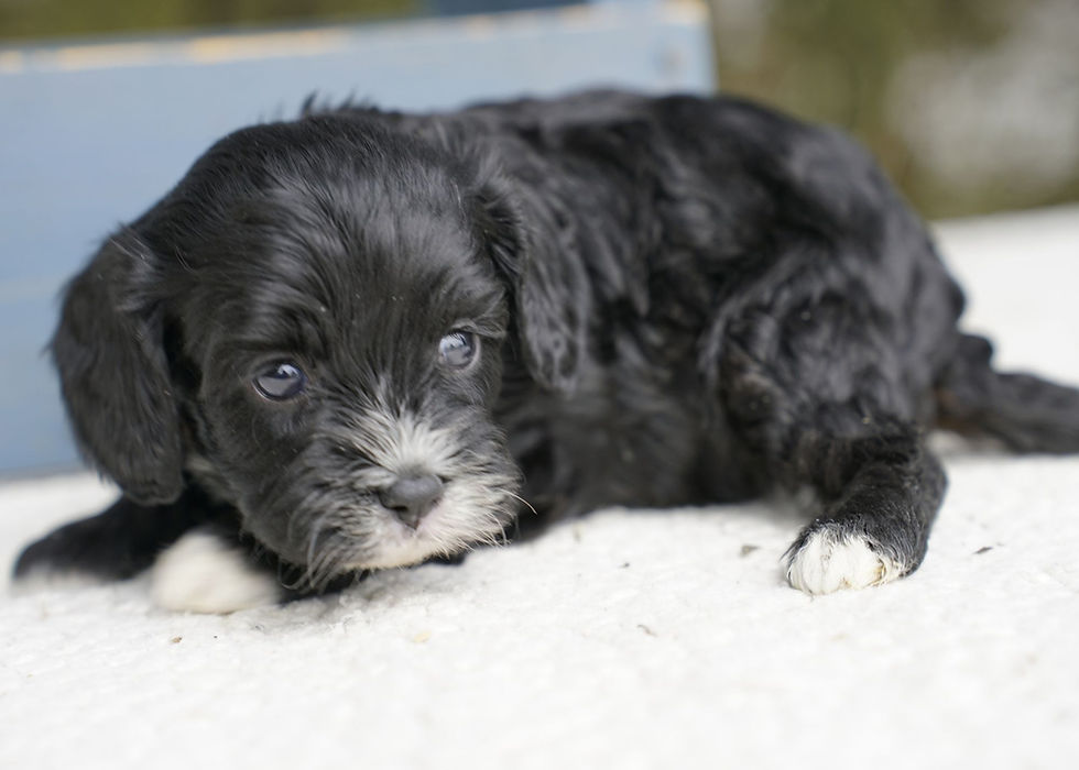 Cavapoo Puppy For Sale