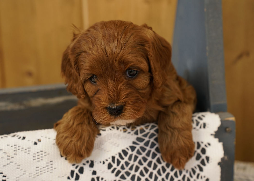 Cavapoo Puppy For Sale