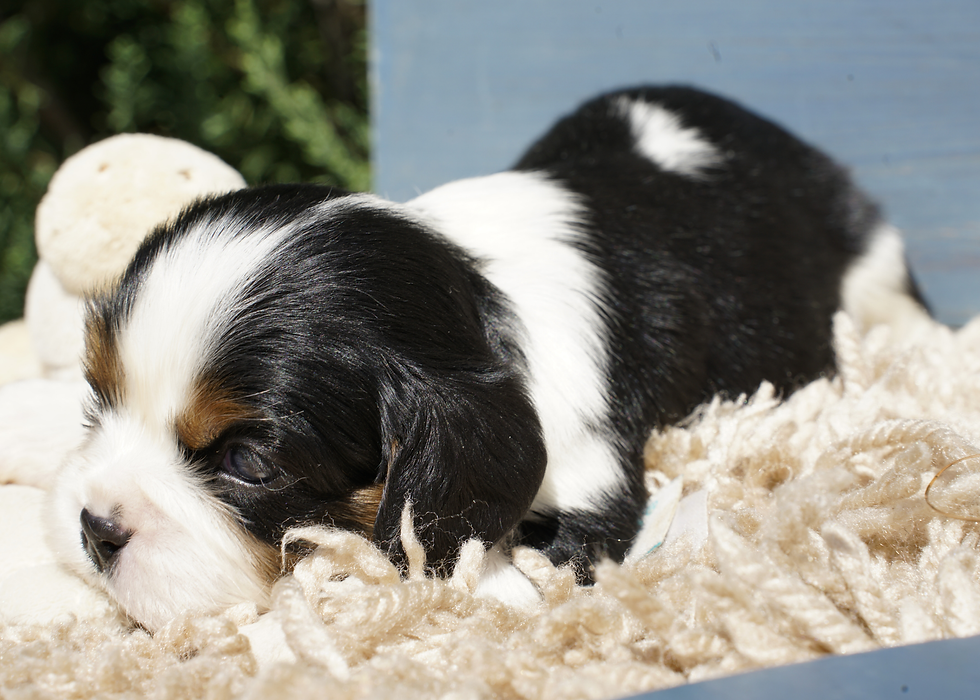 Thumbnail: Cavalier King Charles Spaniel Puppy For Sale