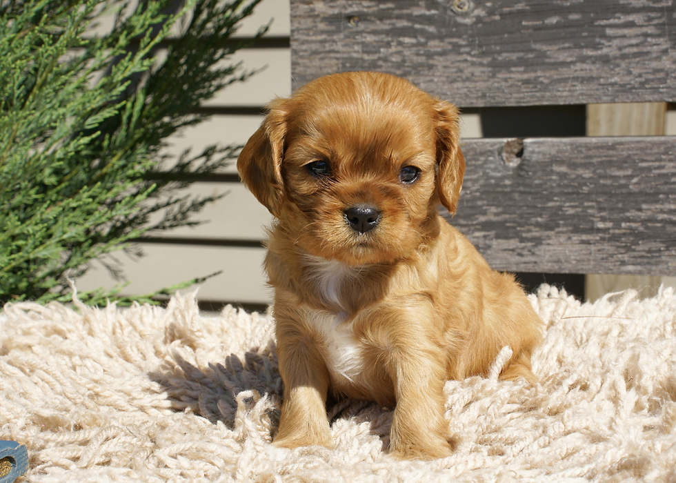 Cavalier King Charles Spaniel Puppy For Sale