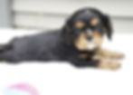 cavalier king charles spaniel puppy