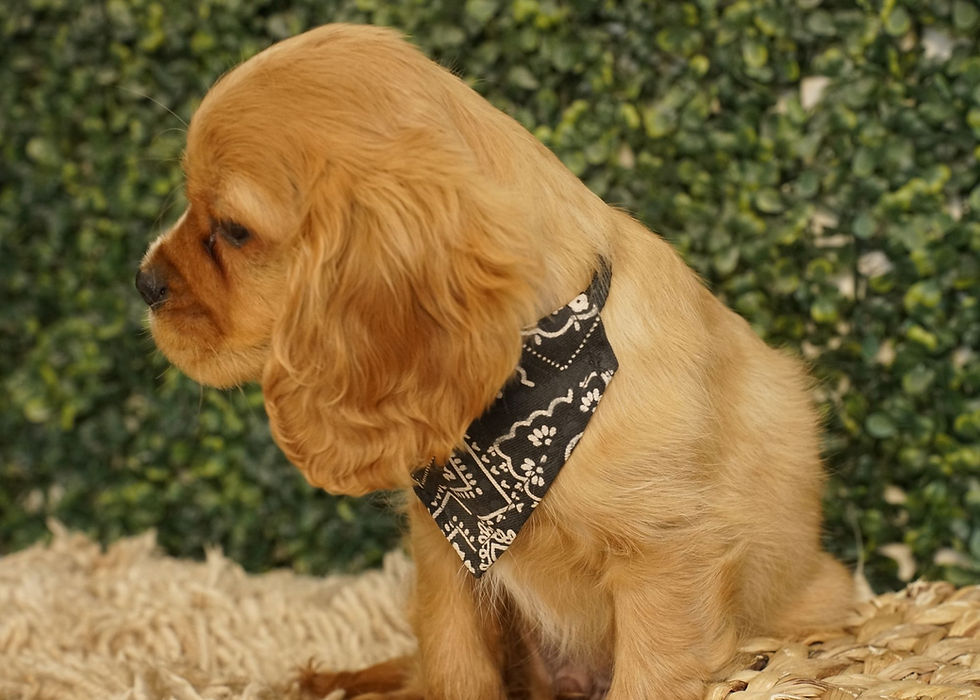 Cavalier King Charles Spaniel Puppy For Sale