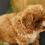 Thumbnail: Cavapoo Puppy For Sale