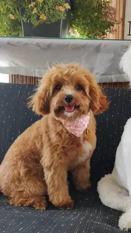 Cavapoo Puppy