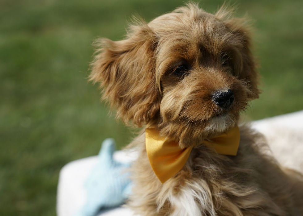 Cavapoo Puppy
