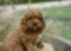 Cavapoo Puppy For Sale