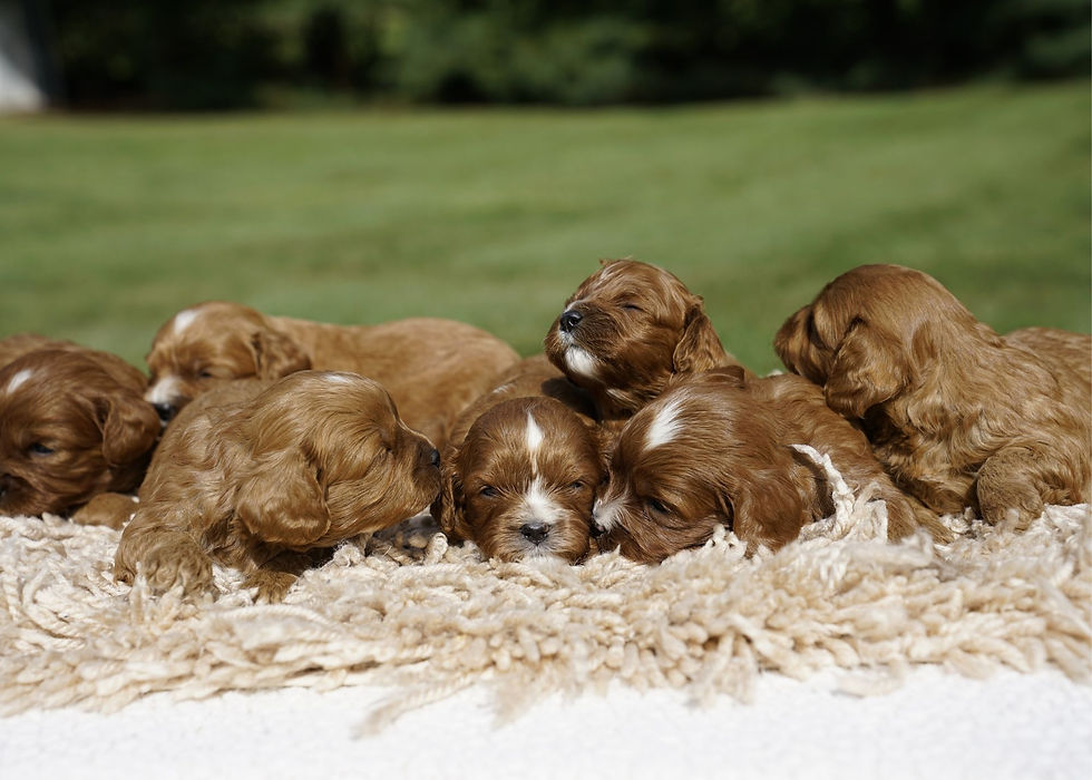 Cavapoo Puppies For Sale