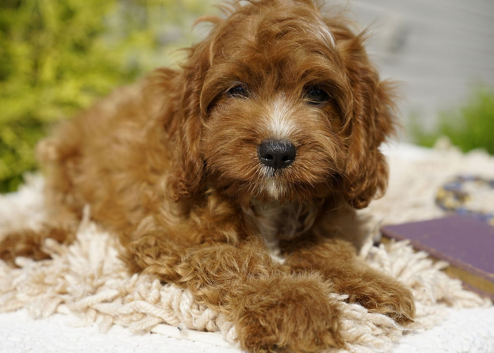 Cavapoo Puppy For Sale