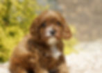 Thumbnail: Aveline Cavapoo Puppy