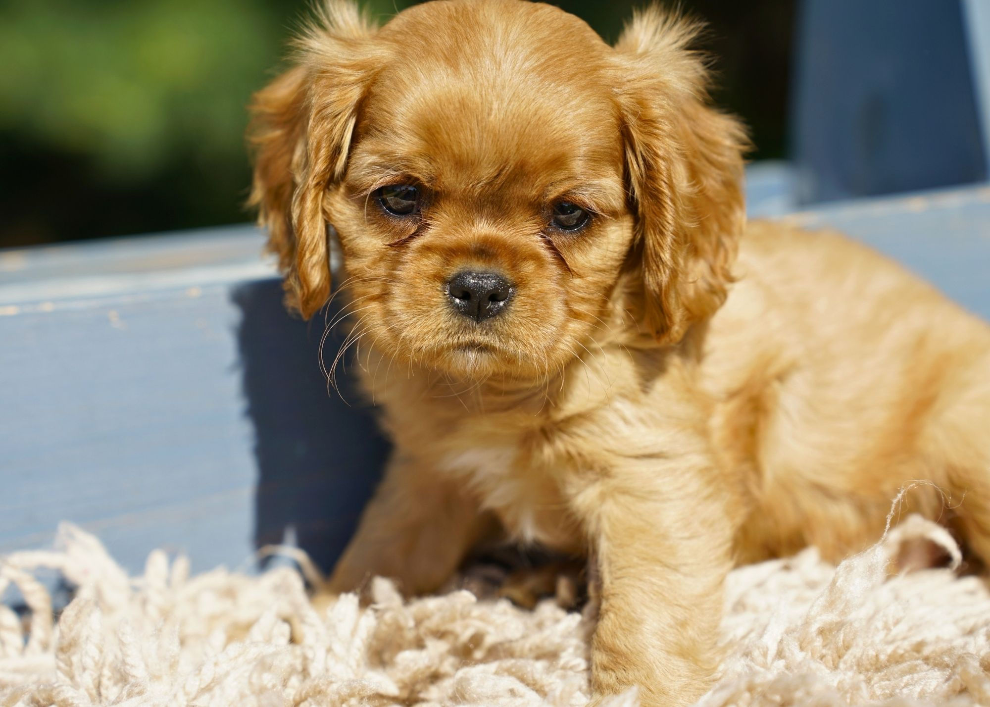 cavalier king charles spaniel puppy