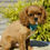 Thumbnail: Cavalier King Charles Spaniel Puppy