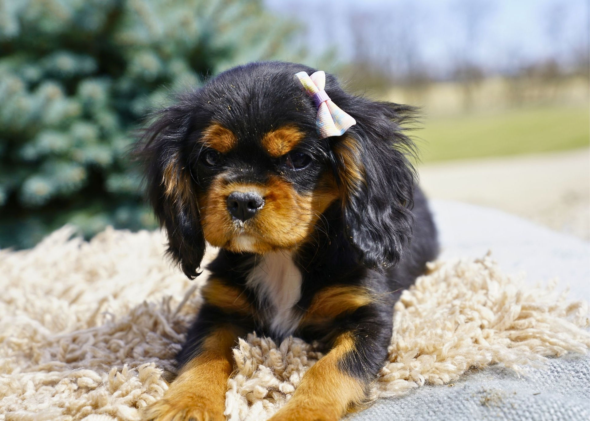 Black and Tan Cavalier King Charles Spaniel Puppy laying on a tan rug