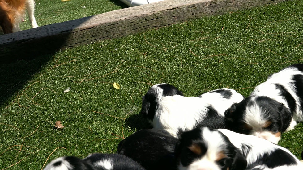 Thumbnail: Cavalier King Charles Spaniel Puppy For Sale