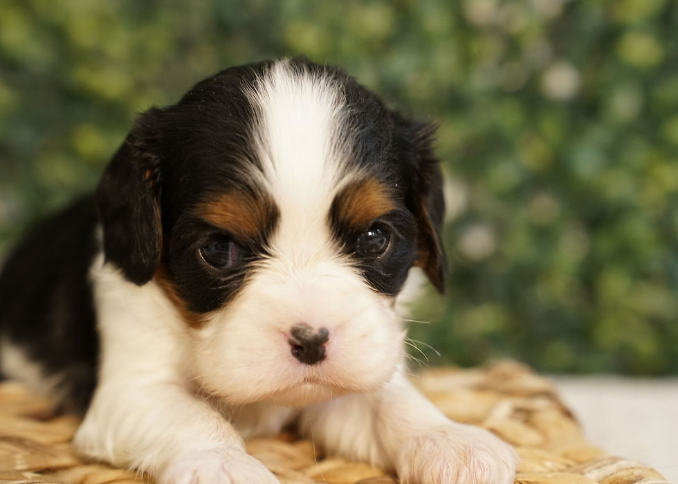 Cavalier King Charles Spaniel Puppy For Sale