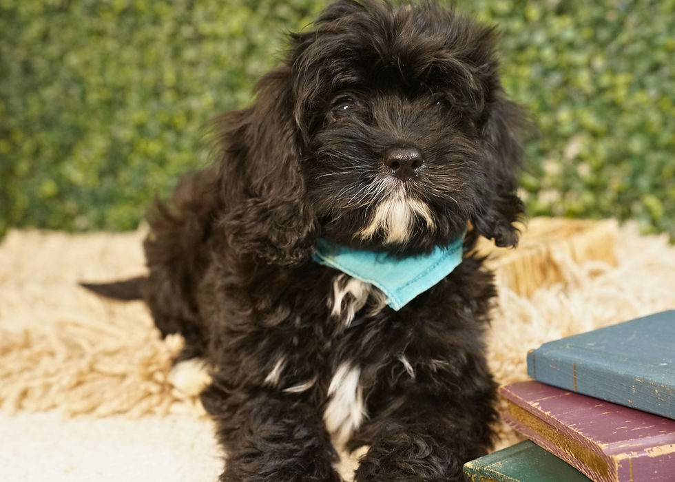 Cavapoo Puppy For Sale