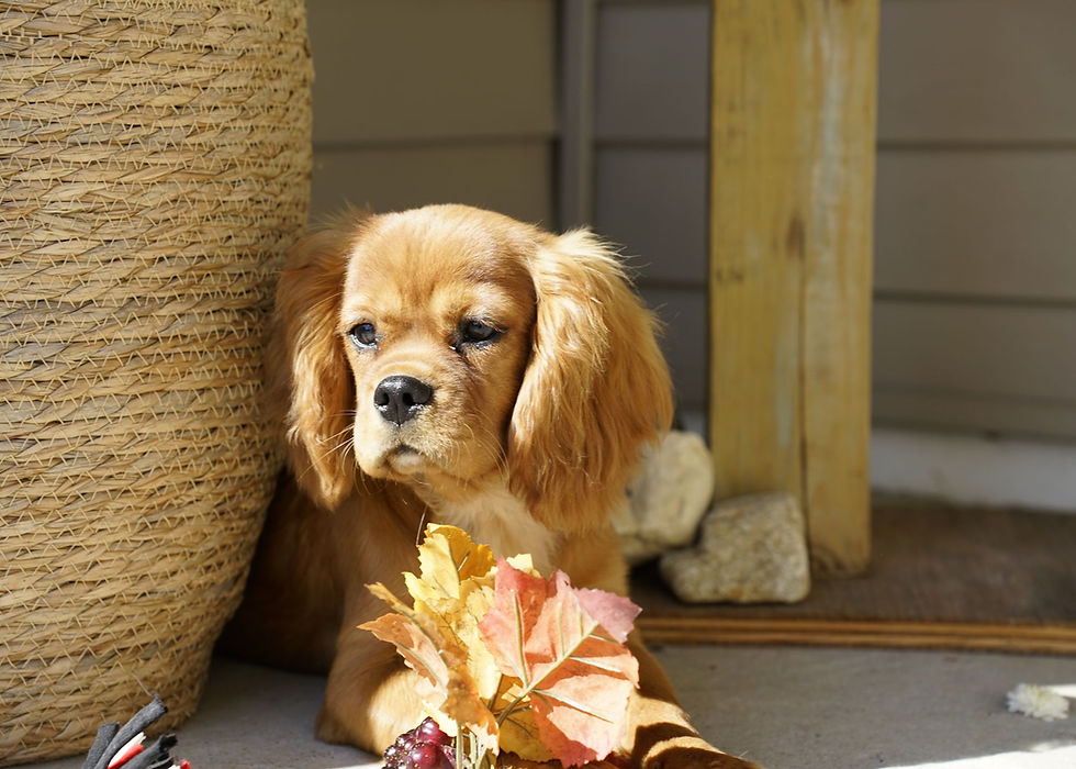 Cavalier King Charles Spaniel Puppy
