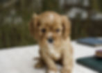 Cavalier King Charles Spaniel Puppy For Sale