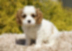 Cavalier King Charles Spaniel Puppy