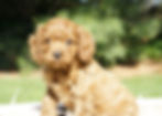 Astella Cavapoo Puppy