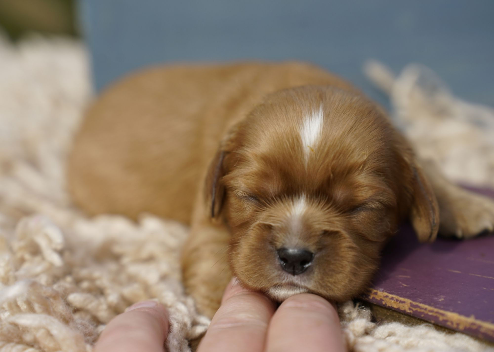 Cavalier King Charles Puppy For Sale Indiana