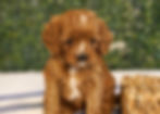 Thumbnail: Cavapoo Puppy For Sale