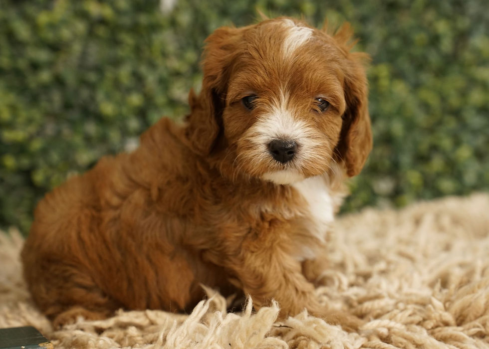 Cavapoo Puppy For Sale